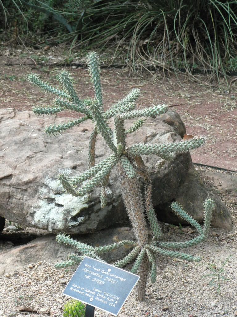 Fort Worth Botanical Gardens Cacti Garden - CactiGuide.com